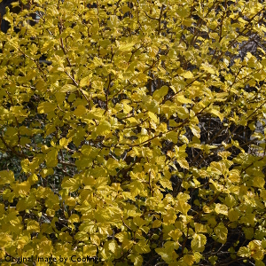 Physocarpus opulifolius 'Dart's Gold' (AGM) 3L