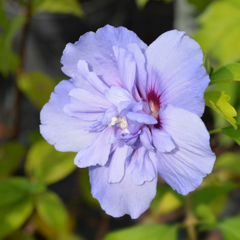 Hibiscus syriacus 'Blue Chiffon' (syn 'Notwoodthree') (AGM) 3L