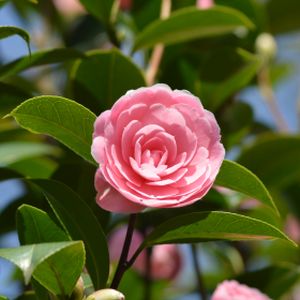 Camellia x williamsii 'E.G. Waterhouse' 5L