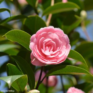 Camellia x williamsii 'E.G. Waterhouse' 3L