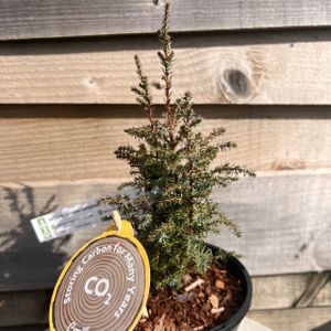 Juniperus communis 'Compressa' 1L