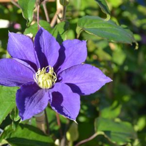 Clematis 'Kingfisher' (syn 'Evipo037') 3L