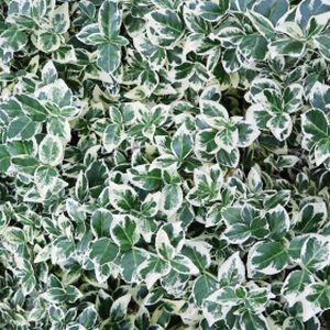 Euonymus fortunei 'Emerald Gaiety' (AGM) 2L