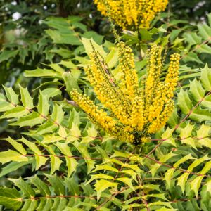 Mahonia japonica Bealei Group 3L