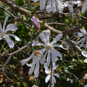 Magnolia x loebneri 'Leonard Messel' (AGM) 3L