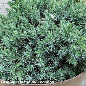 Juniperus squamata 'Blue Star' (AGM) 3L