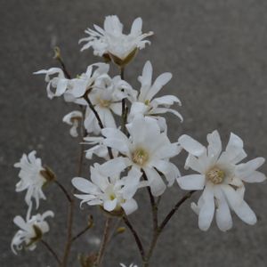 Magnolia stellata (AGM) 55L