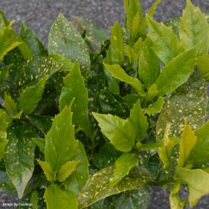 Aucuba japonica 'Crotonifolia' (AGM) 9L