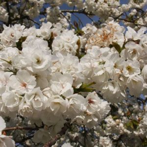 Prunus 'Shirotae' (syn 'Mount Fuji') (AGM) 12L