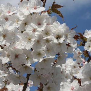Prunus 'Tai-haku' (AGM) 12L