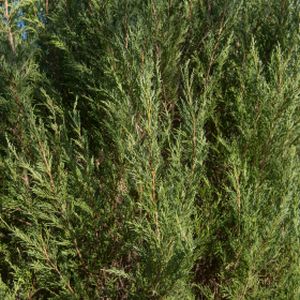 Juniperus scopulorum 'Skyrocket' 18L