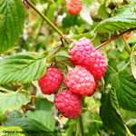 Raspberry Rubus 'Malling Leo' (AGM) PolyBag (5)
