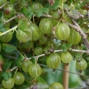 Gooseberry Ribes 'Hinnonmaki Yellow' 3L