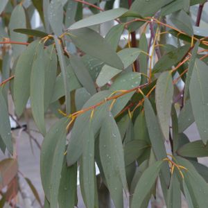 Eucalyptus pauciflora ssp. niphophila 15L