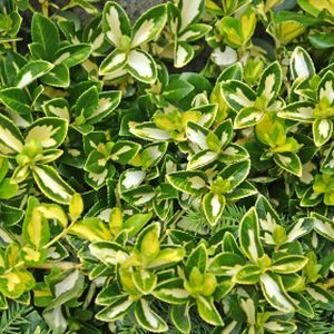 Euonymus fortunei 'Blondy' 2L