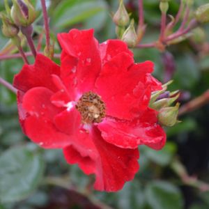 Rosa 'Flower Carpet Red Velvet' (Ground Cover) 5L