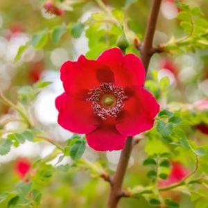 Rosa 'Geranium' (moyesii hybrid) (Shrub) (AGM) 5L