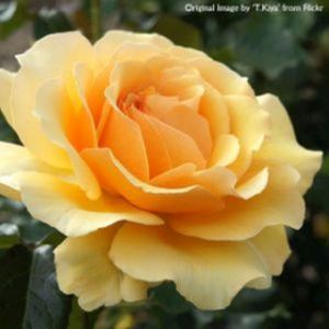 Rosa 'Amber Queen' (Floribunda) (AGM) 5L