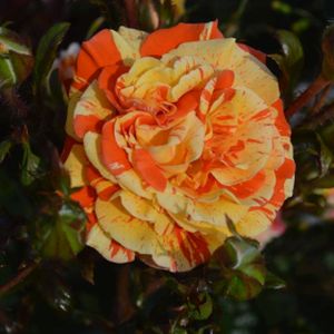 Rosa 'Oranges and Lemons' (Floribunda) 5L