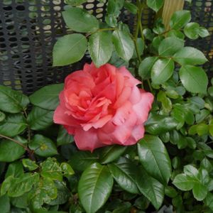 Rosa 'Special Anniversary' (Hybrid Tea) 5L
