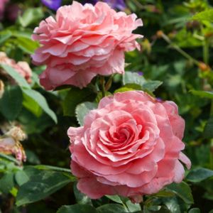 Rosa 'Tickled Pink' (Floribunda) 5L