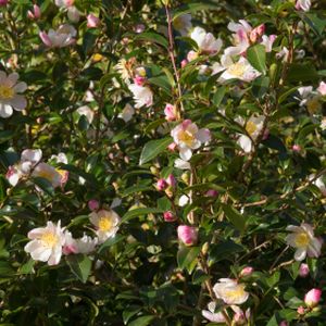 Camellia sasanqua 'Rainbow' 3L