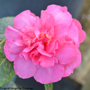 Camellia hiemalis 'Sparkling Burgundy' (AGM) 3L