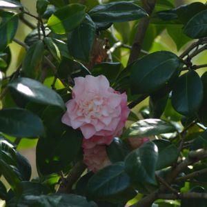 Camellia japonica 'Nuccio's Jewel' (AGM) 50L
