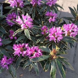 Rhododendron 'Silver Edge' (Hybrid) 7.5L
