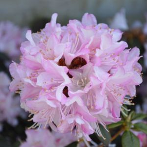 Rhododendron 'Ginny Gee' (AGM) (Dwarf) 3L