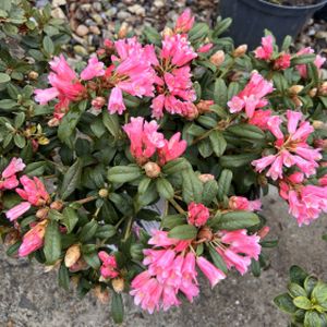 Rhododendron 'Razorbill' (AGM) (Dwarf) 3L