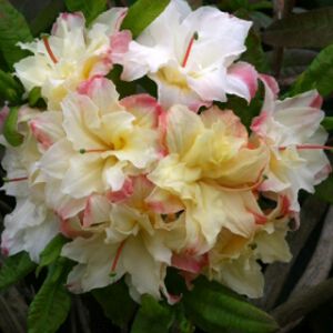 Azalea Rhododendron 'Cannon's Double' 5L