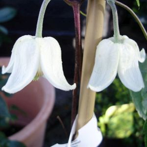 Clematis urophylla 'Winter Beauty' 3L