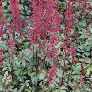 Astilbe x arendsii 'Fanal' 3L