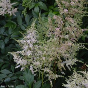 Astilbe japonica 'Europa' 3L