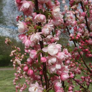 Malus 'Pink Perfection' 12L