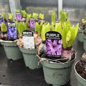 Hyacinth (Pot of 3) 1L (mixed)