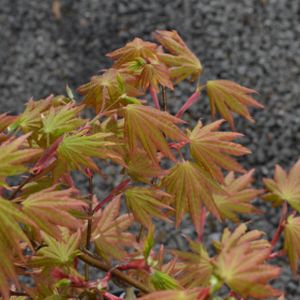 Acer shirasawanum 'Autumn Moon' 3L