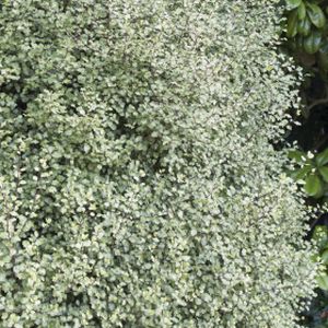 Pittosporum tenuifolium 'Silver Sheen' 2L