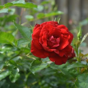 Rosa 'Ruby Anniversary' (Standard) 10L