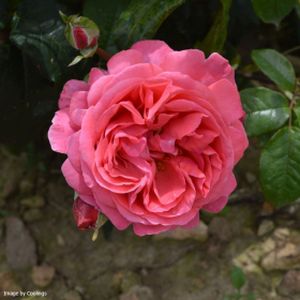 Rosa 'Special Anniversary' (Standard) 10