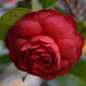 Camellia x williamsii 'Black Lace' 10L