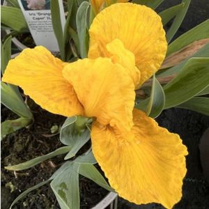 Iris 'Orange Caper' 3L