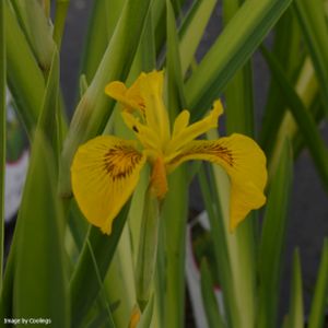 Iris pseudacorus 'Variegata'  3L