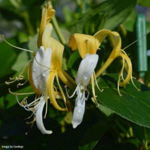 Lonicera japonica 'Cream Cascade' 3L