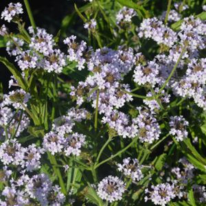 Verbena rigida f. lilacina 'Lilac Haze' 2L