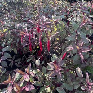 Fuchsia magellanica 'Versicolor' 3L