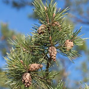 Pinus sylvestris 20L