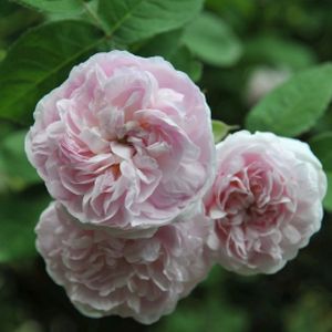 Rosa 'Maiden's Blush' (Shrub) 5L