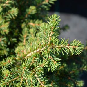 Picea abies 'Little Gem' (AGM) 3L
